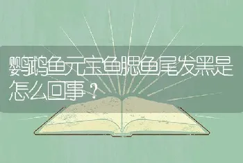 鹦鹉鱼元宝鱼腮鱼尾发黑是怎么回事？