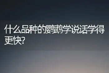 什么品种的鹦鹉学说话学得更快？