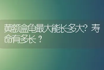 黄额盒龟最大能长多大?寿命有多长？