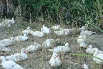 雏鸭养殖管理技术