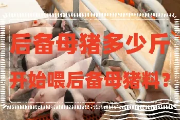 后备母猪多少斤开始喂后备母猪料?后备母猪养殖要点