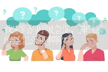 我家狗狗呼吸急促，脾气暴躁是怎么回事啊？