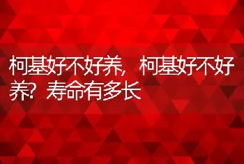 柯基好不好养，柯基好不好养？寿命有多长