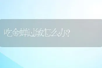 吃金蝉过敏怎么办？