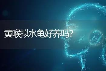 黄喉拟水龟好养吗？