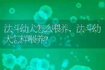 法斗幼犬怎么喂养，法斗幼犬怎样喂养？