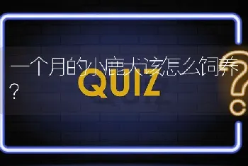 一个月的小鹿犬该怎么饲养？