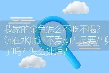 我家的金鱼怎么不吃不喝？沉在水底还不爱动？是要产卵了吗？怎么处理？