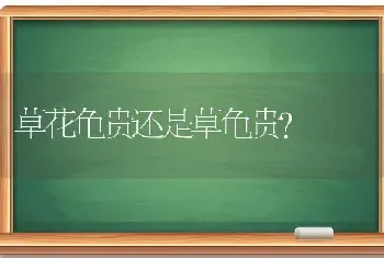 猫咪口角炎多久能好，有什么方法能治猫咪的口角炎吗？