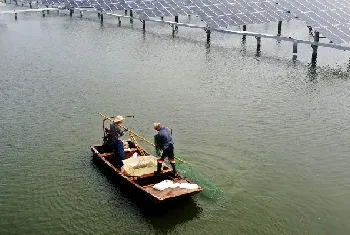 水产养殖中弧菌的危害和防治