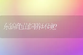 东锦龟苗饲养环境？