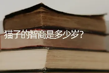 猫子的智商是多少岁？