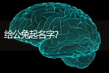 给公兔起名字？