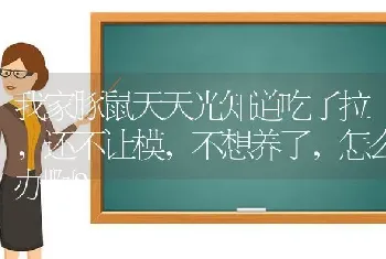 我家豚鼠天天光知道吃了拉，还不让模，不想养了，怎么办啊？