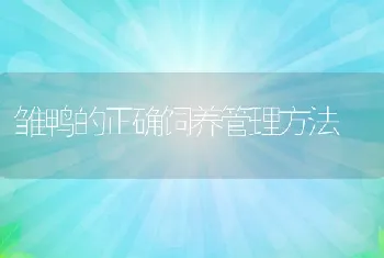 雏鸭的正确饲养管理方法