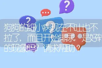 比熊一个月身上毛直的像烫了离子烫会变卷吗？