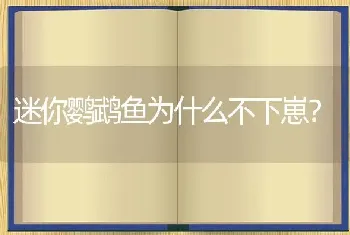 迷你鹦鹉鱼为什么不下崽？