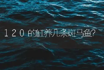 120的缸养几条斑马鱼？