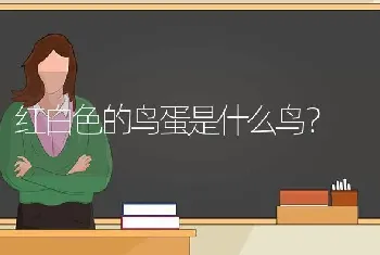 红白色的鸟蛋是什么鸟？