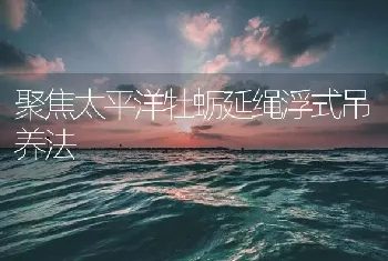 聚焦太平洋牡蛎延绳浮式吊养法