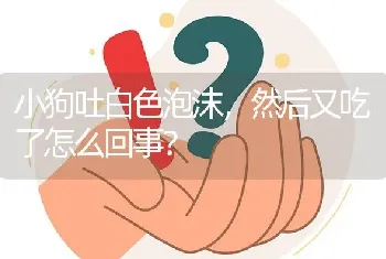 小狗吐白色泡沫，然后又吃了怎么回事？