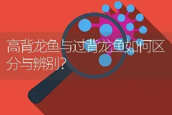 高背龙鱼与过背龙鱼如何区分与辨别？