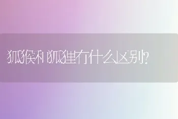 狐猴和狐狸有什么区别？