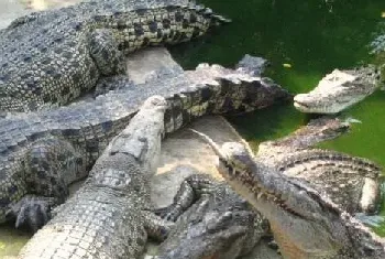 鳄鱼的繁殖前期的饲养