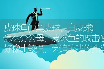 皮球鱼(黑皮球，白皮球)怎么分公母