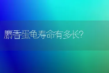 麝香蛋龟寿命有多长？