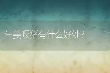 生姜喂猪有什么好处？