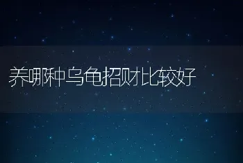 养哪种乌龟招财比较好