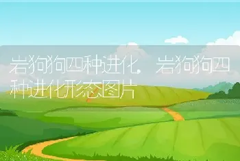 岩狗狗四种进化，岩狗狗四种进化形态图片