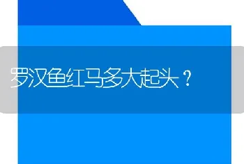 罗汉鱼红马多大起头？