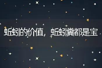 蚯蚓的价值，蚯蚓糞都是宝