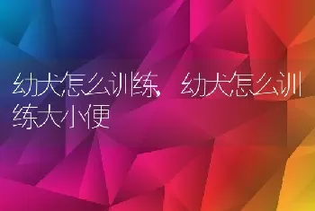 幼犬怎么训练，幼犬怎么训练大小便