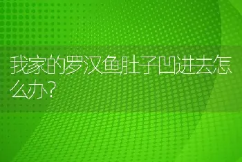 我家的罗汉鱼肚子凹进去怎么办？