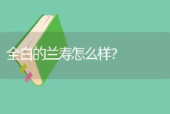 全白的兰寿怎么样？