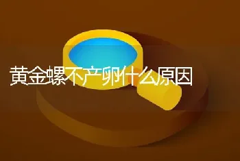 黄金螺不产卵什么原因