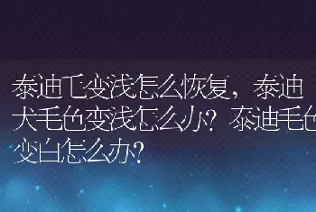 泰迪毛变浅怎么恢复，泰迪犬毛色变浅怎么办？泰迪毛色变白怎么办？