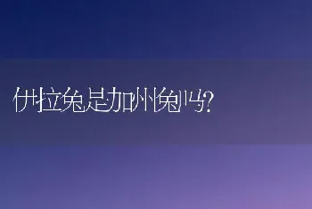 伊拉兔是加州兔吗？