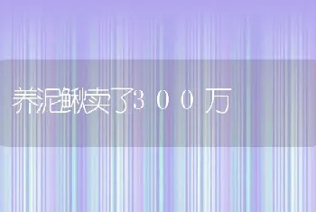 养泥鳅卖了300万