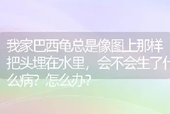 我家巴西龟总是像图上那样把头埋在水里，会不会生了什么病？怎么办？