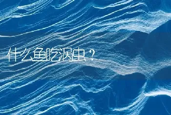 什么鱼吃涡虫？