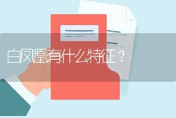 白凤凰有什么特征？