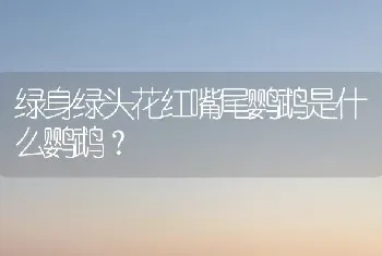 绿身绿头花红嘴尾鹦鹉是什么鹦鹉？