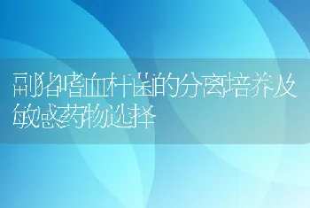 副猪嗜血杆菌的分离培养及敏感药物选择