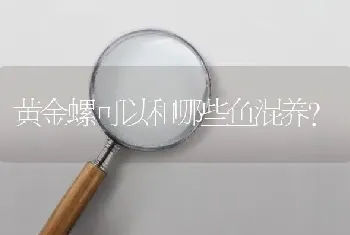 黄金螺可以和哪些鱼混养？