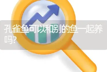 孔雀鱼可以和别的鱼一起养吗？