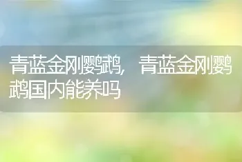 青蓝金刚鹦鹉，青蓝金刚鹦鹉国内能养吗